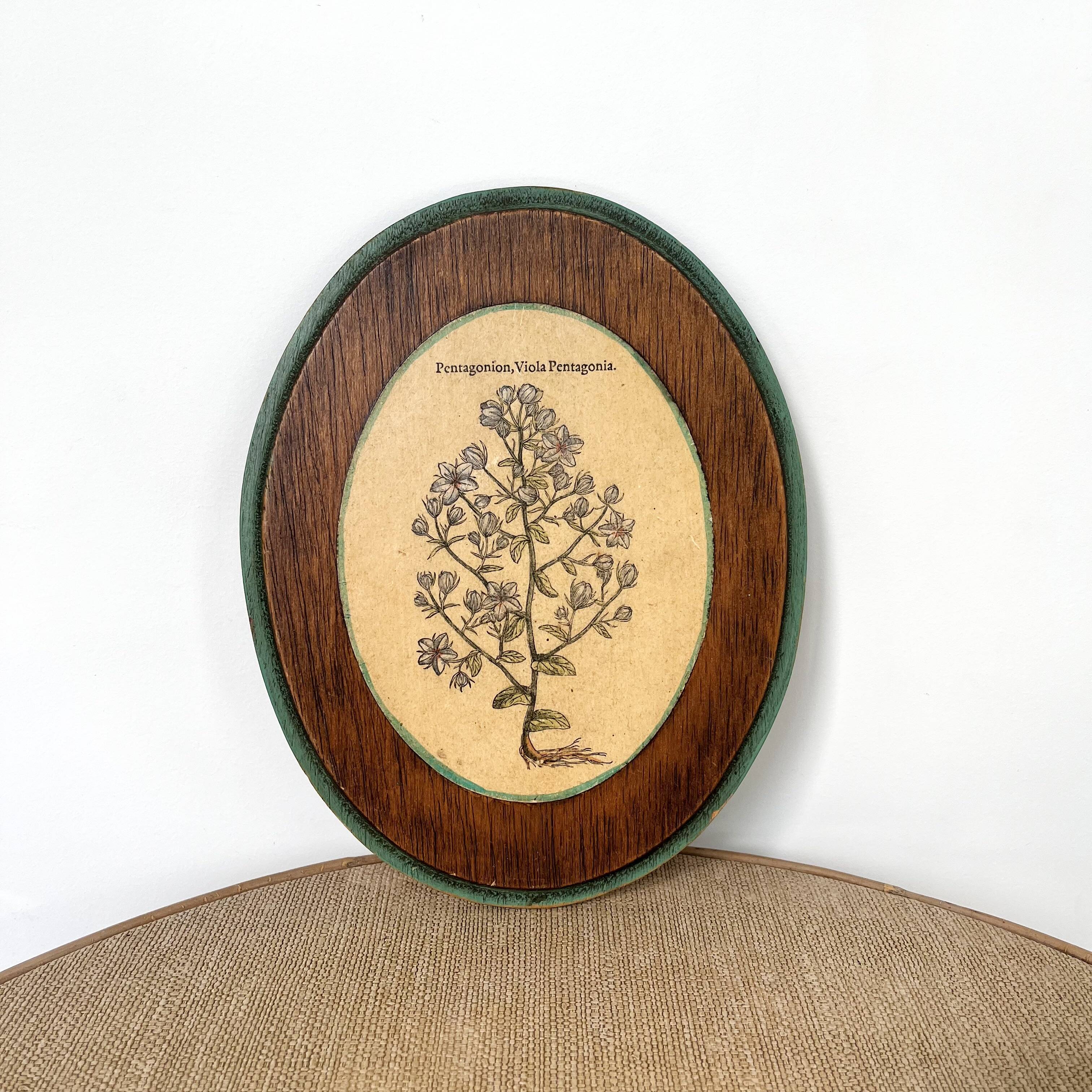 Herbarium botanical medallion plaque