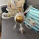 Murano glass chandelier 1950