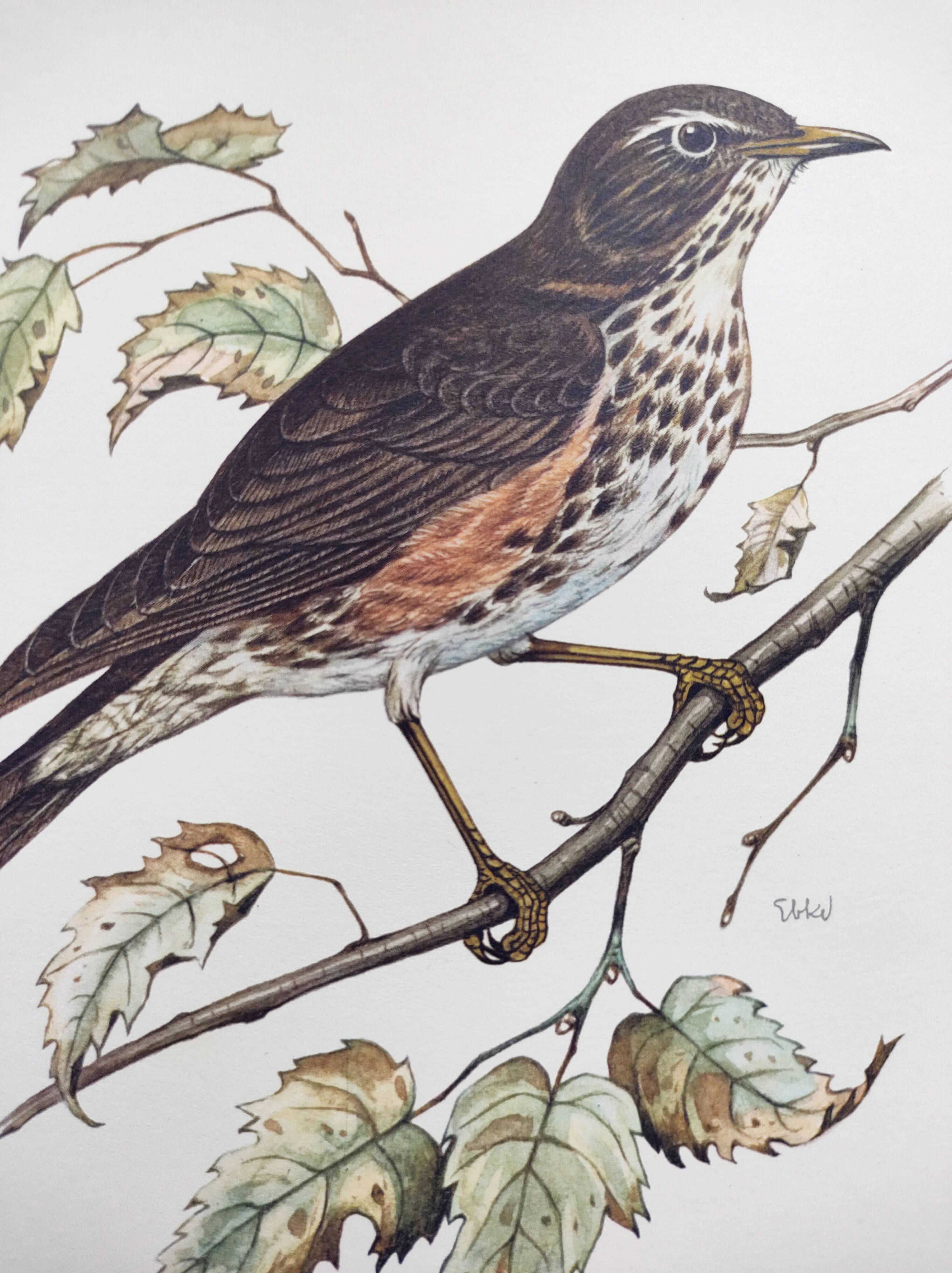 Old bird plate from the 1960s - Redwing - Vintage nature illustration