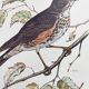Old bird plate from the 1960s - Redwing - Vintage nature illustration