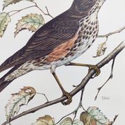 Old bird plate from the 1960s - Redwing - Vintage nature illustration