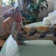 Mexican horse Terracotta