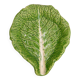 Trompe l'oeil cup bright green cabbage leaf in slip