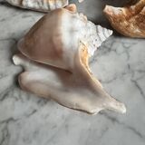 Shells lot or detail, Strombus Lobatus Peruvianus