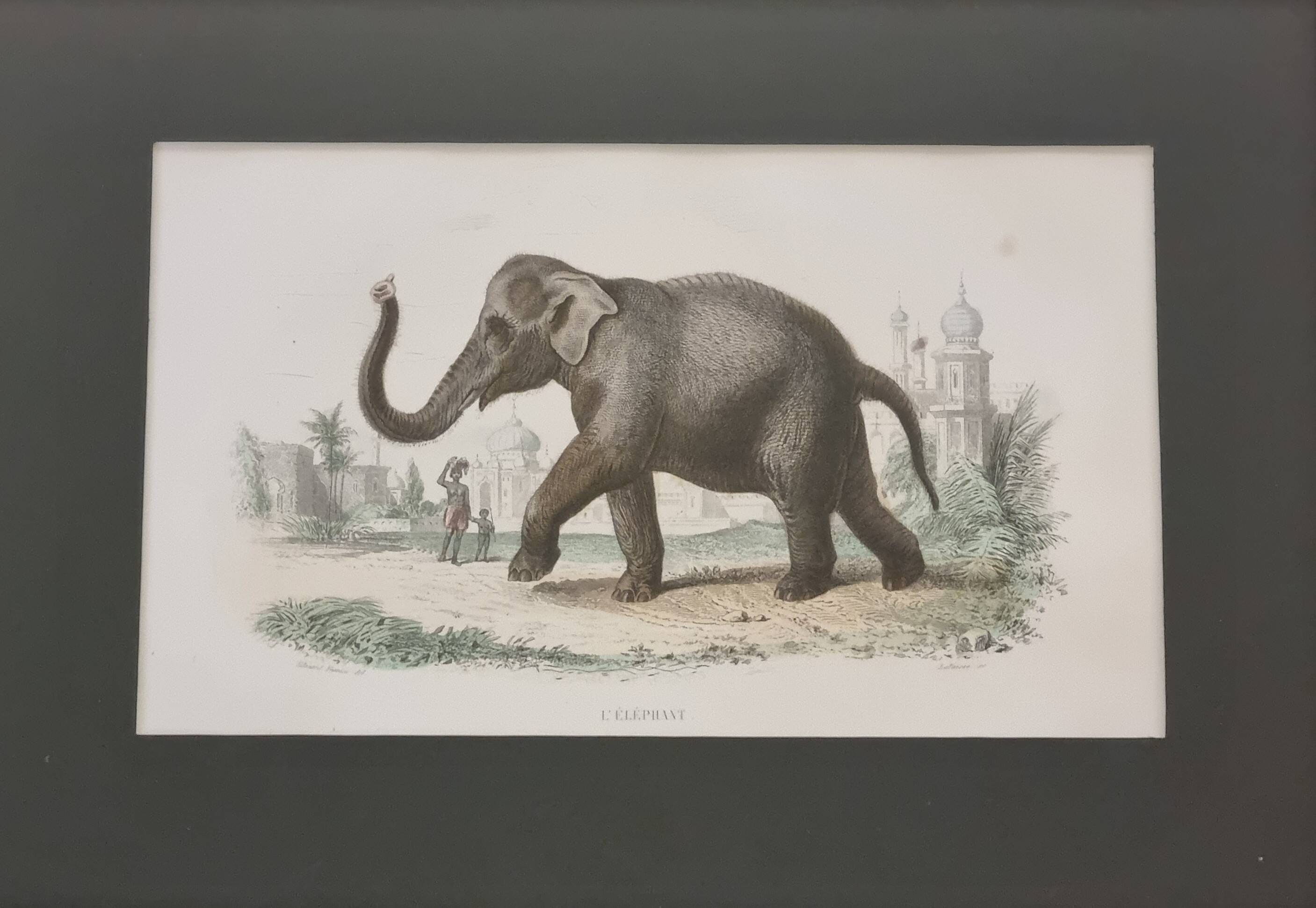 Framed vintage gravure of an Asian elephant, natural history, 19th century, 23x32 cm.