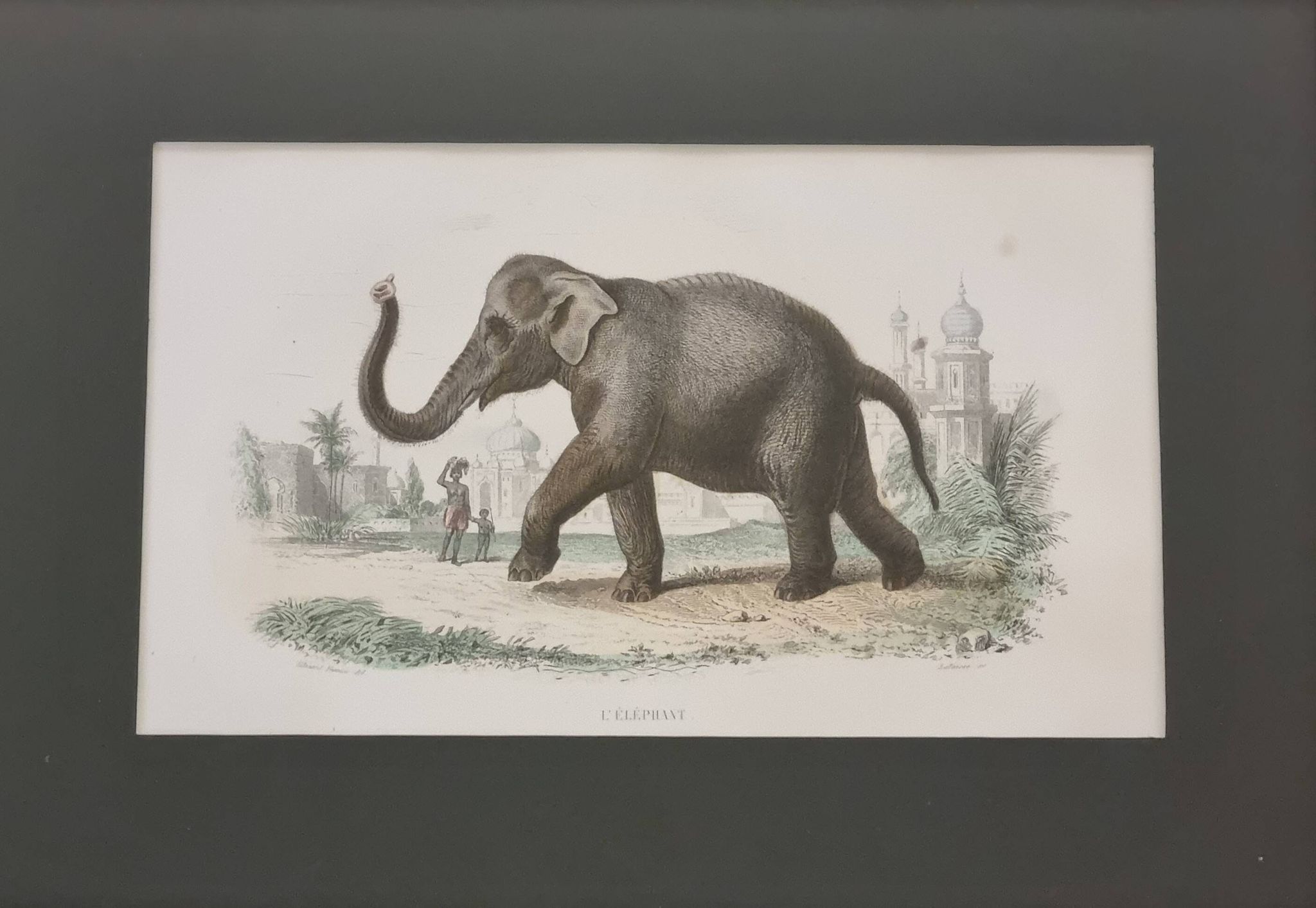 Framed vintage gravure of an Asian elephant, natural history, 19th century, 23x32 cm.