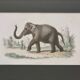 Framed vintage gravure of an Asian elephant, natural history, 19th century, 23x32 cm.