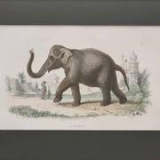 Framed vintage gravure of an Asian elephant, natural history, 19th century, 23x32 cm.