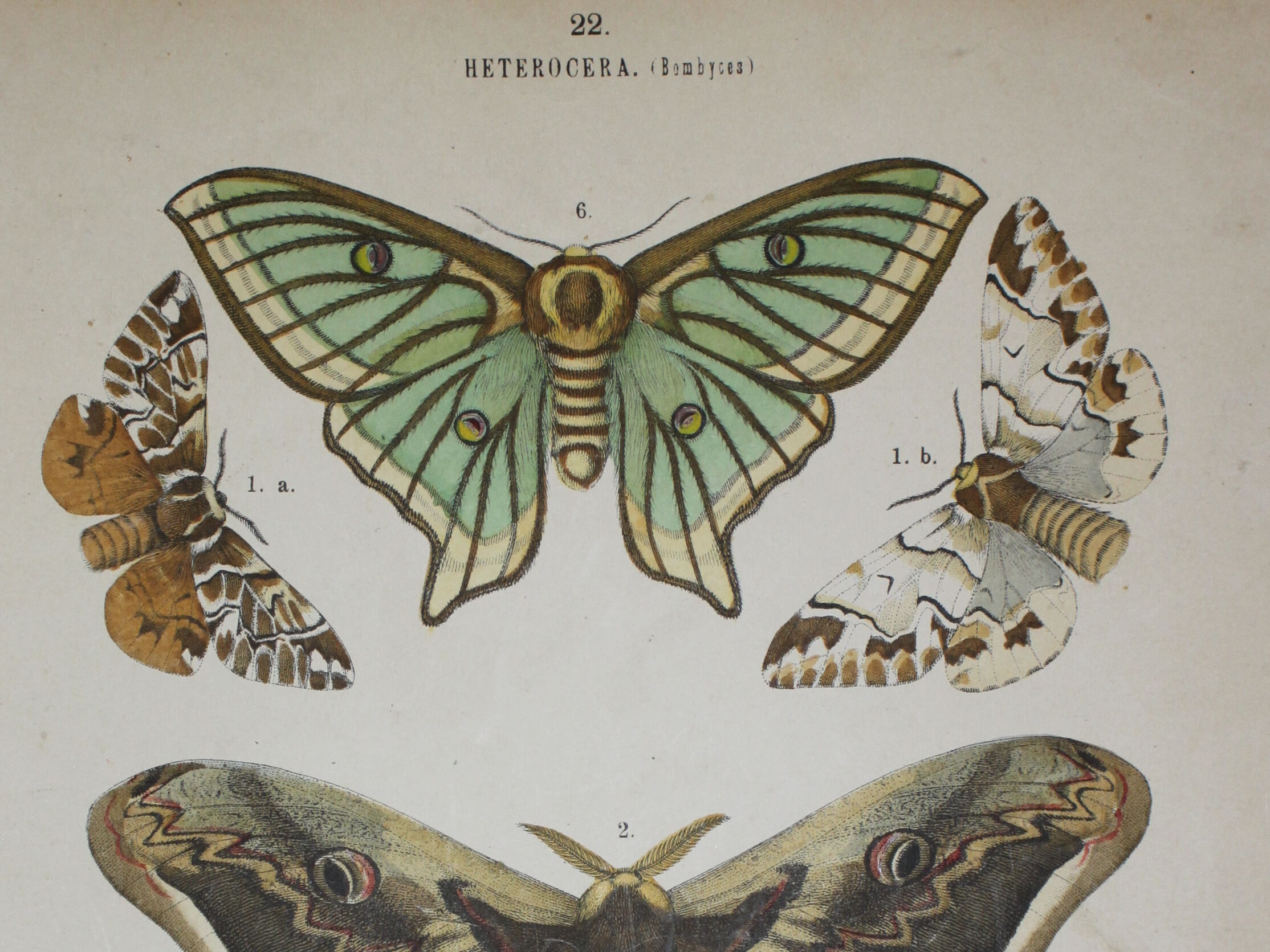 Lithographie papillons versicolora gravure de 1887 ancienne, lépidoptere planche original