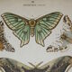 Lithographie papillons versicolora gravure de 1887 ancienne, lépidoptere planche original