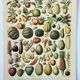 Gravure ancienne 1898, Fruits (exotiques), variétés • Lithographie, illustration originale