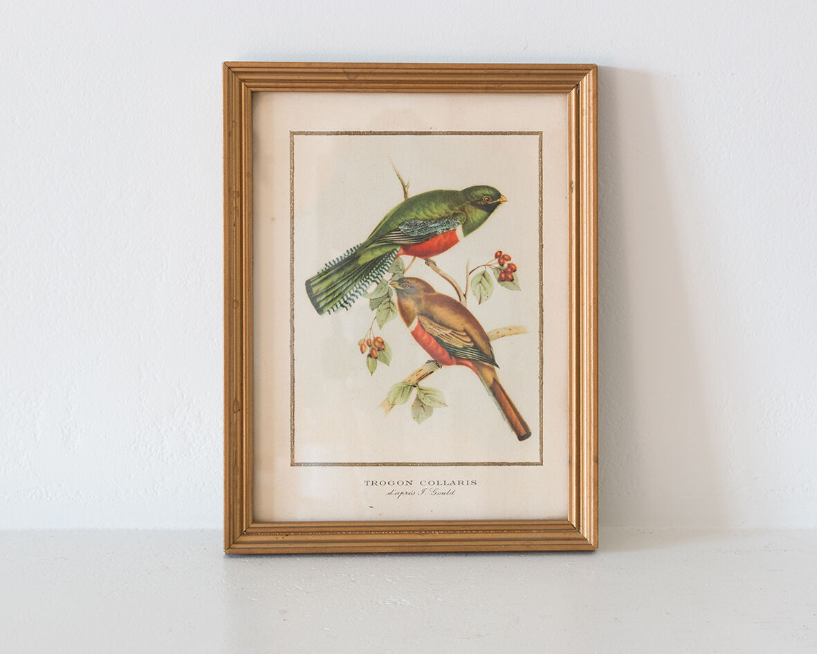 Frameworks of natural history
