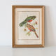 Frameworks of natural history