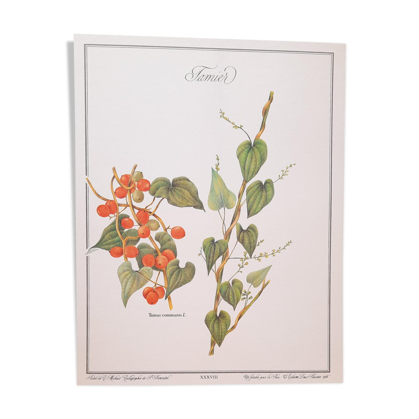 Tamier botanical plate