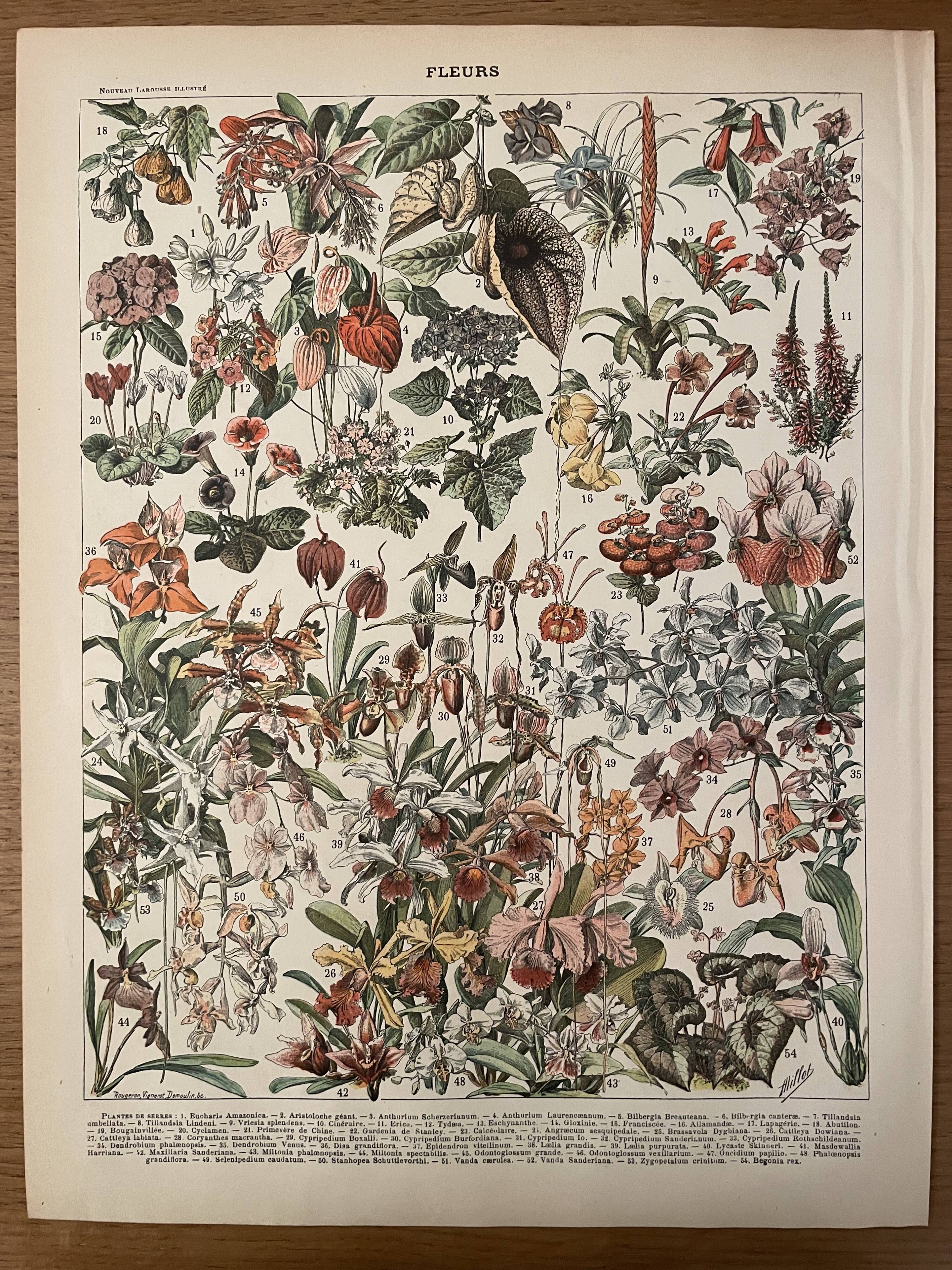 Lithograph engraving flowers of 1897