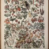 Lithograph engraving flowers of 1897