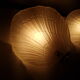 Pair of shell appliques in squeezed pressed glass and golden steel 1970