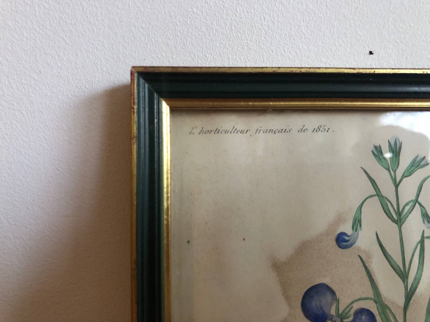 Botanical vintage illustration