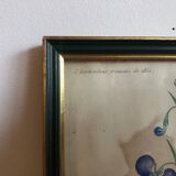 Botanical vintage illustration