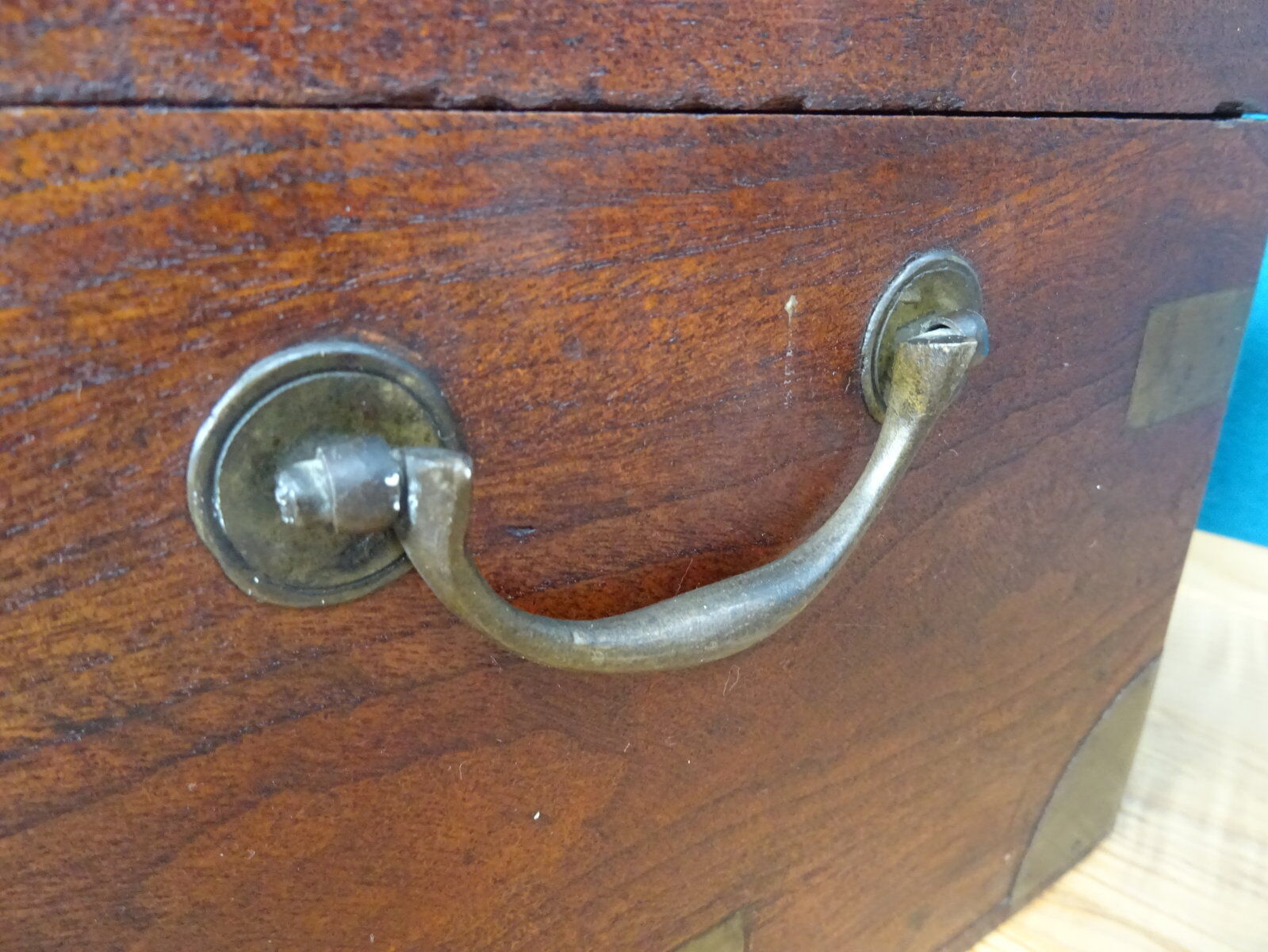 Old marine trunk in camphor tree