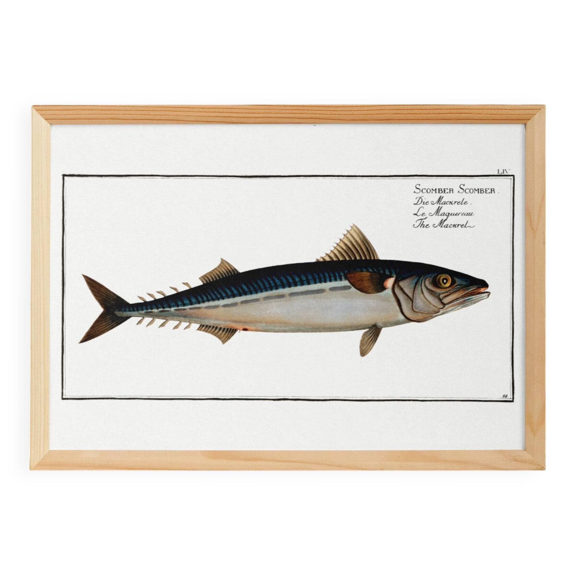Poster about mackerel, based on an old engraving from 1746.