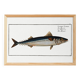 Poster about mackerel, based on an old engraving from 1746.