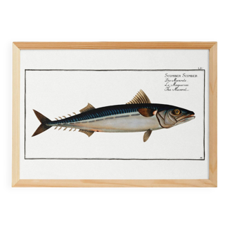 Poster about mackerel, based on an old engraving from 1746.