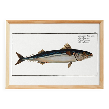 Poster about mackerel, based on an old engraving from 1746.