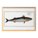 Poster about mackerel, based on an old engraving from 1746.