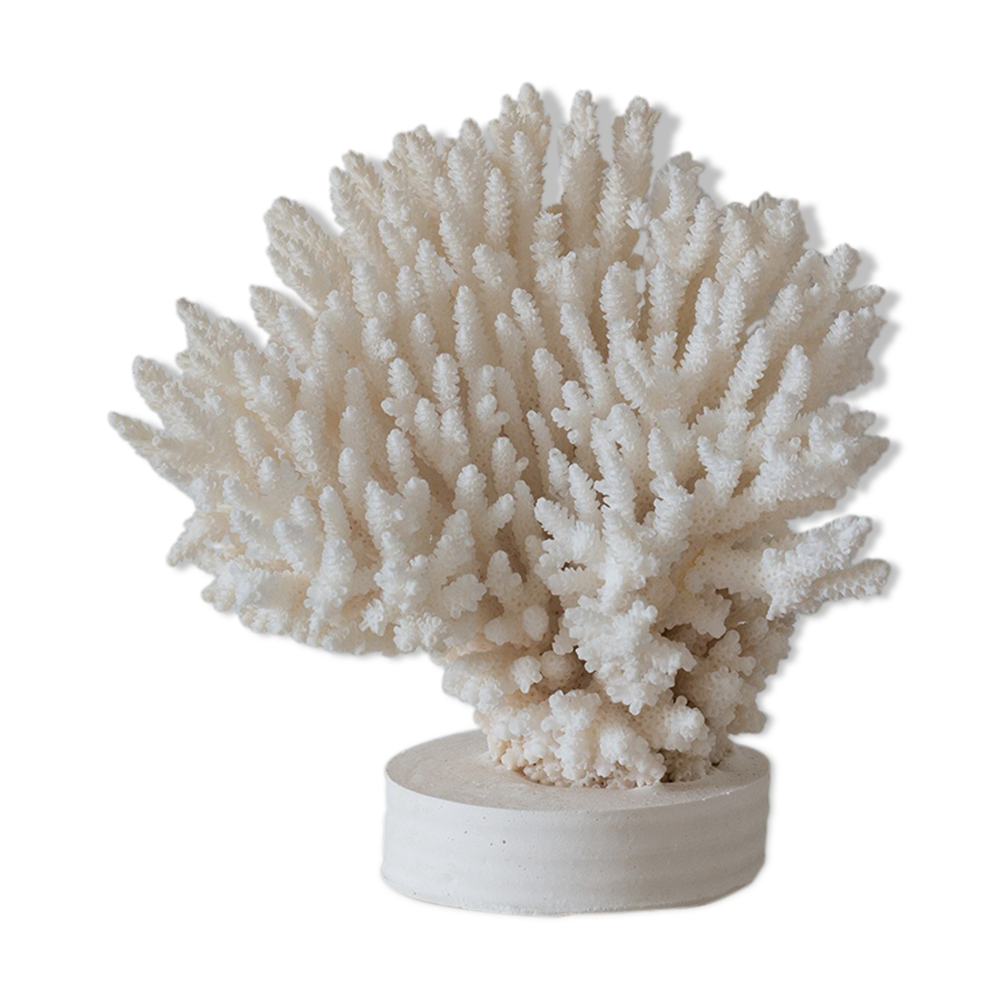 Ancient white coral