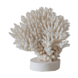 Ancient white coral