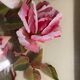 Vintage rose painting