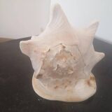 Large natural conch - decorative antique shell - family heirloom