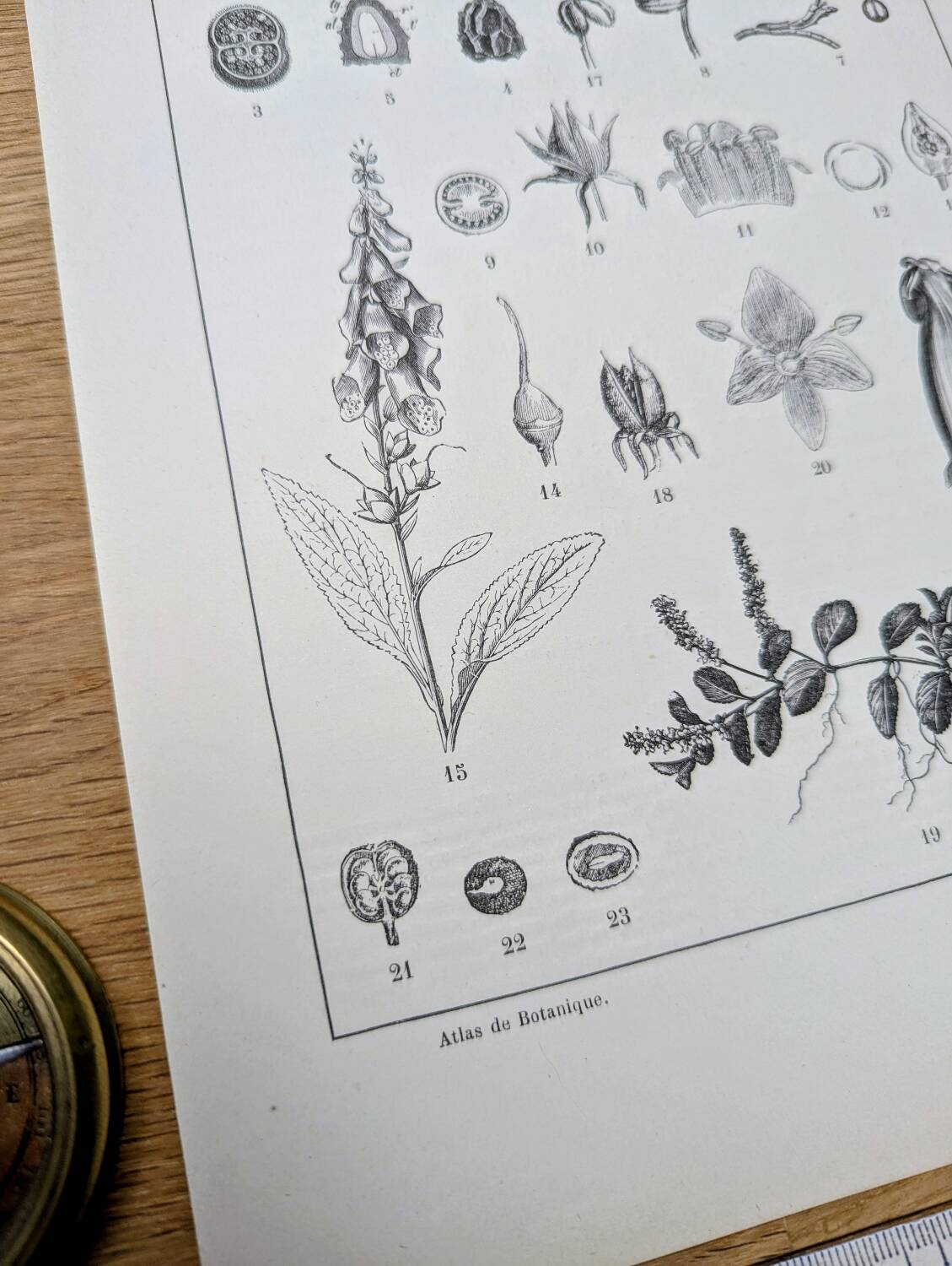 Imprimée en 1889, les scrophularinées. Planche botanique ancienne.