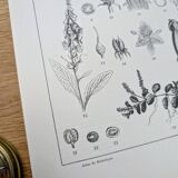 Imprimée en 1889, les scrophularinées. Planche botanique ancienne.