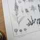 Printed in 1889, the Scrophulariaceae. Antique botanical plate.