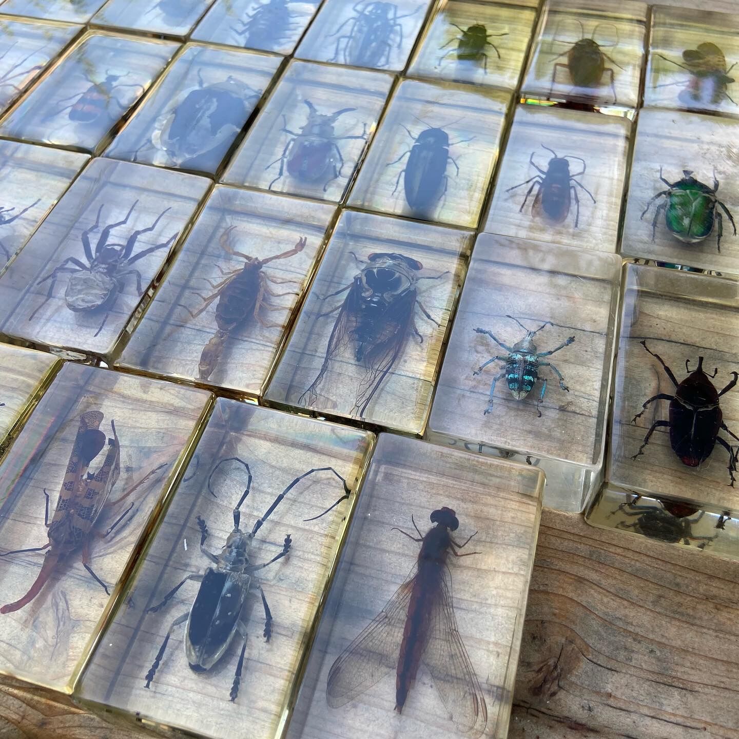 Batch of insects included under resin