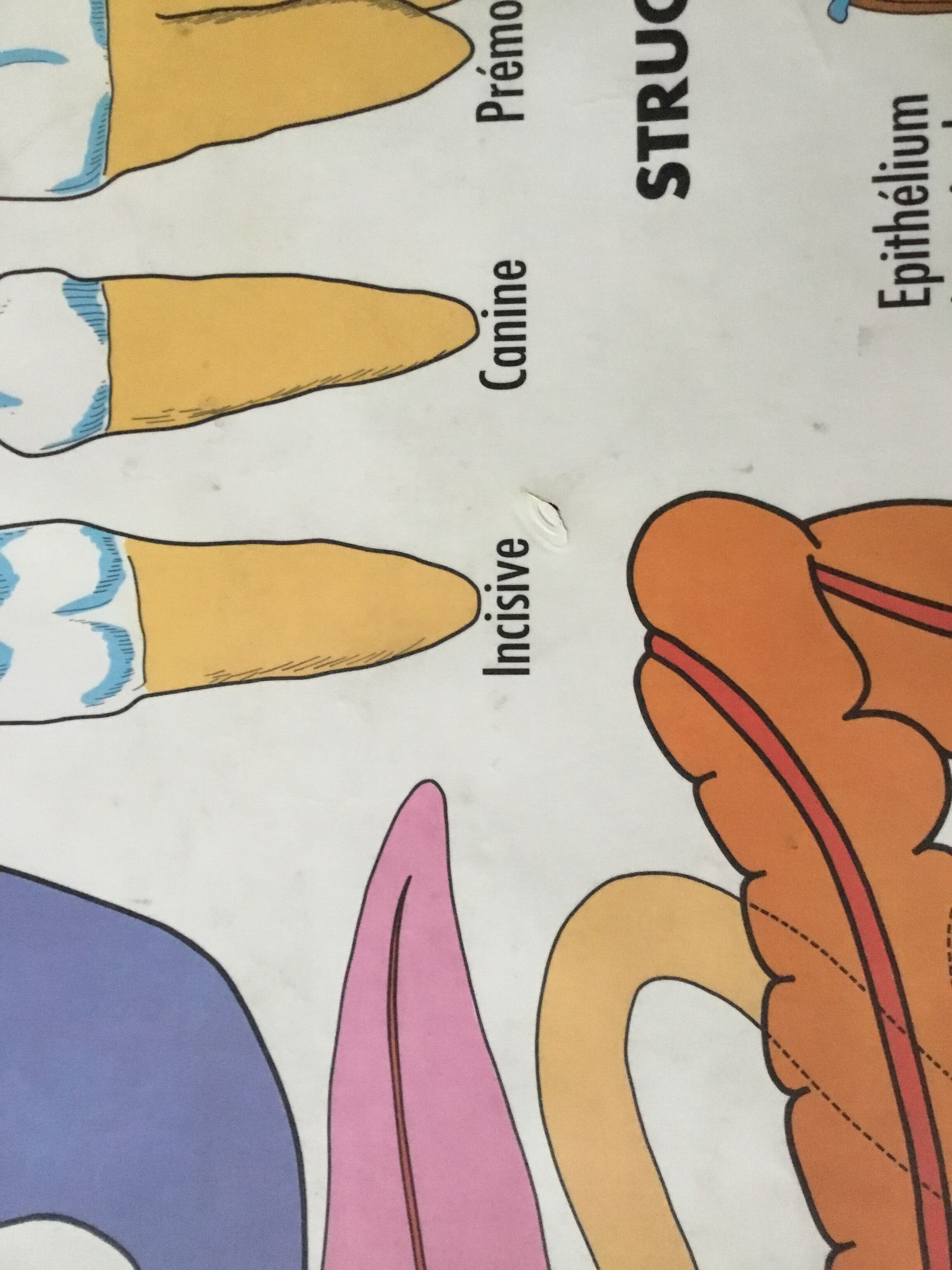 Educational poster digestion and the eye and vision