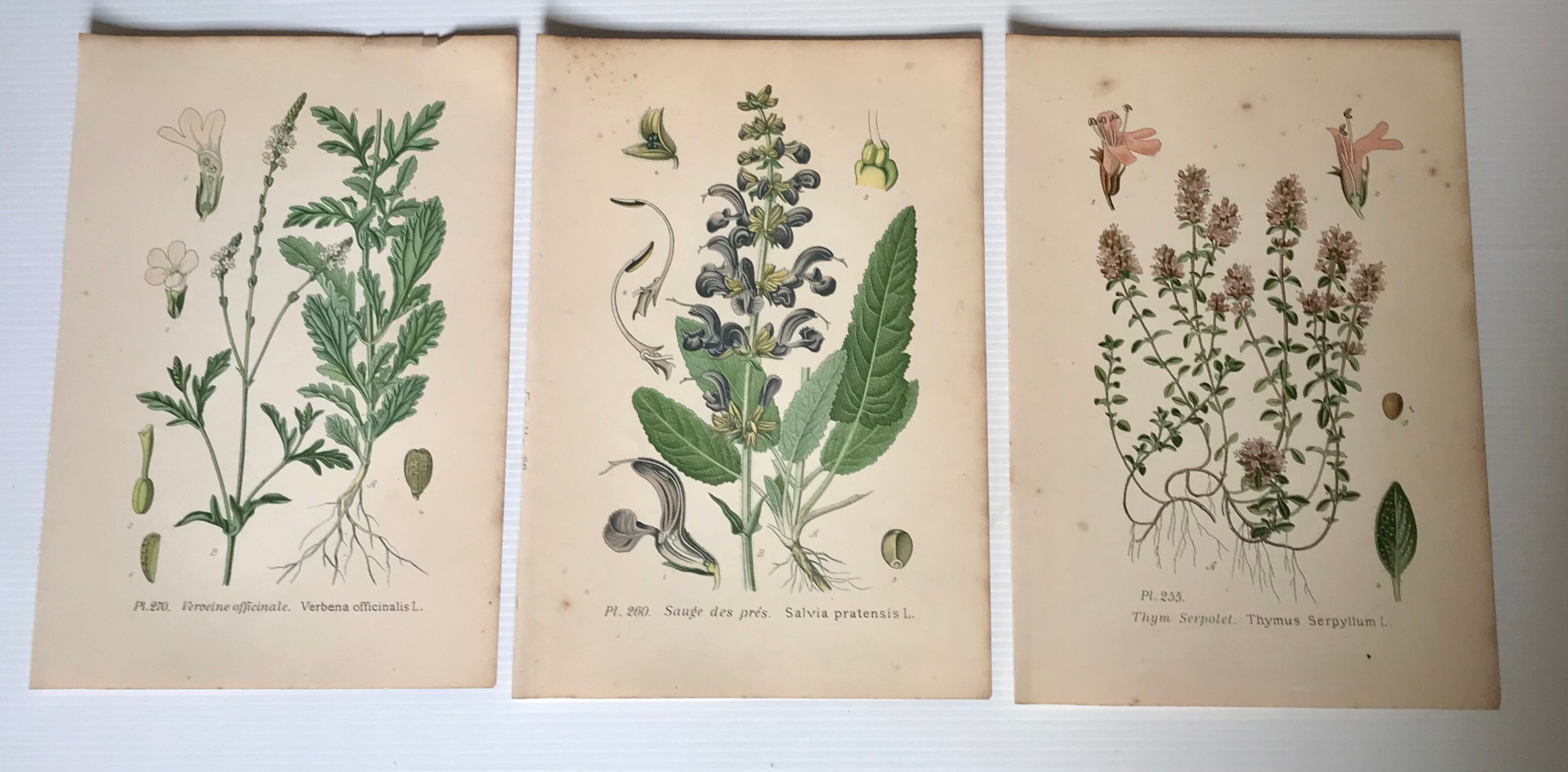Three botanical plates xixth