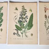 Three botanical plates xixth