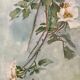 Watercolor on paper still life bouquet of flowers by J. Crédey 20th century
