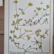 Set of 9 botanical plates – Atlas van Nederlandsche planten, L. Klaver