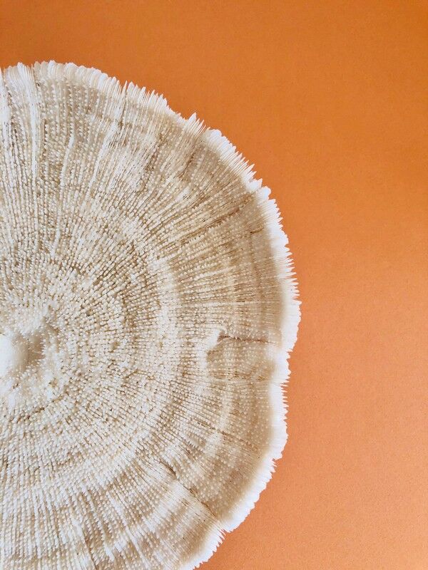 Coral fungia