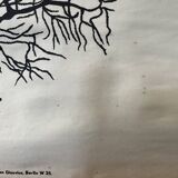 Zoological poster, cell of the animal body