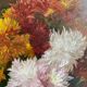 Ancient painting, dead nature with dahlias, signed, dated, late 19th century