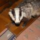 Naturalized badger on pedestal
