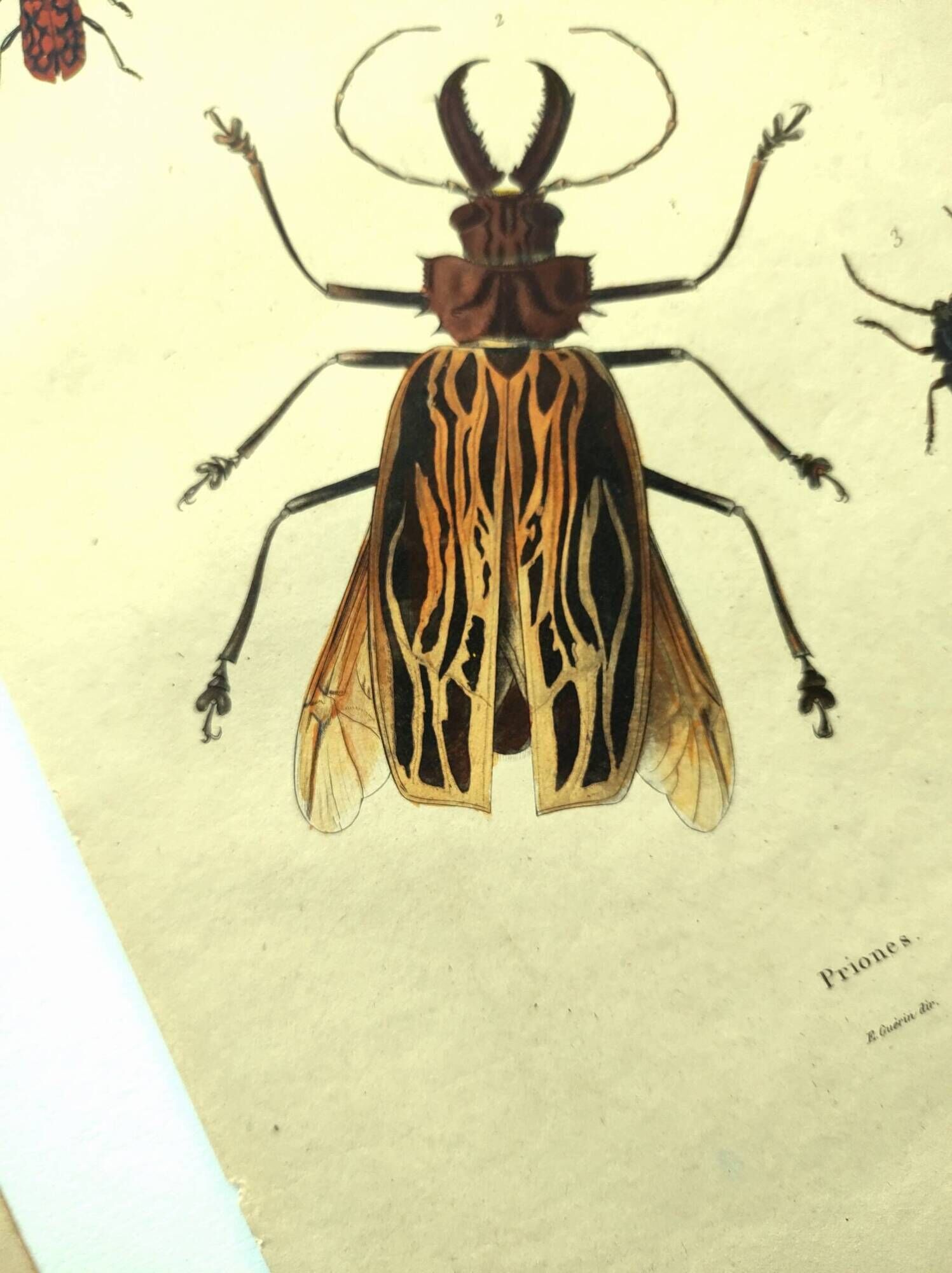 Antique engraving from 1839 - Priones Insects - Hand-colored plate