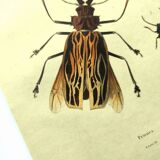 Gravure ancienne de 1839 -Insectes Priones - Planche coloriée à la main