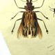 Antique engraving from 1839 - Priones Insects - Hand-colored plate