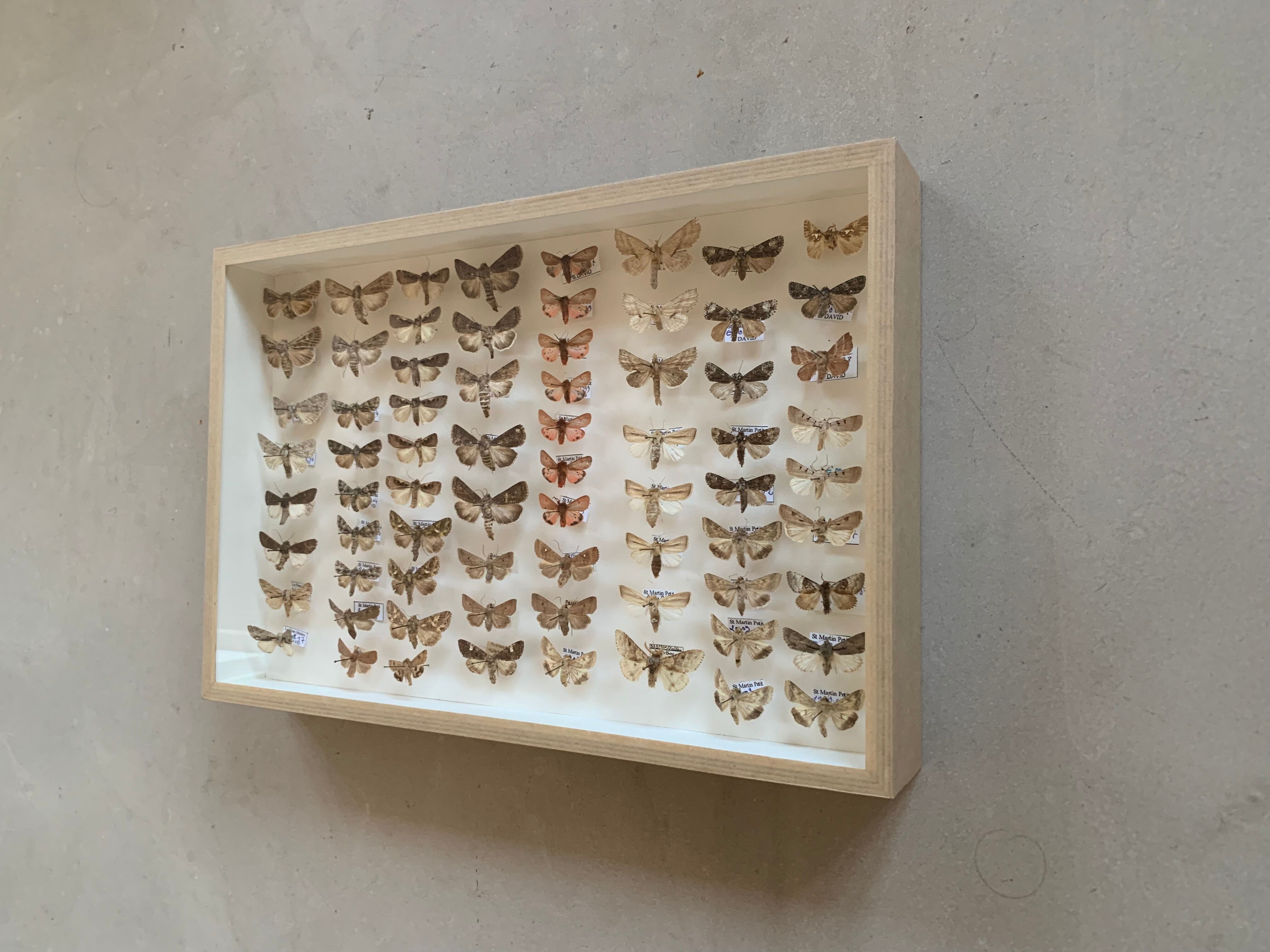 Butterfly frame stuffed under glass